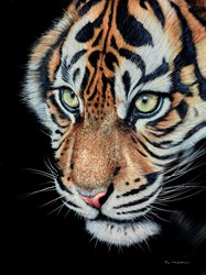 Tiger Cub Study by Pip McGarry - Varnished Original Painting on Stretched Canvas sized 24x18 inches. Available from Whitewall Galleries