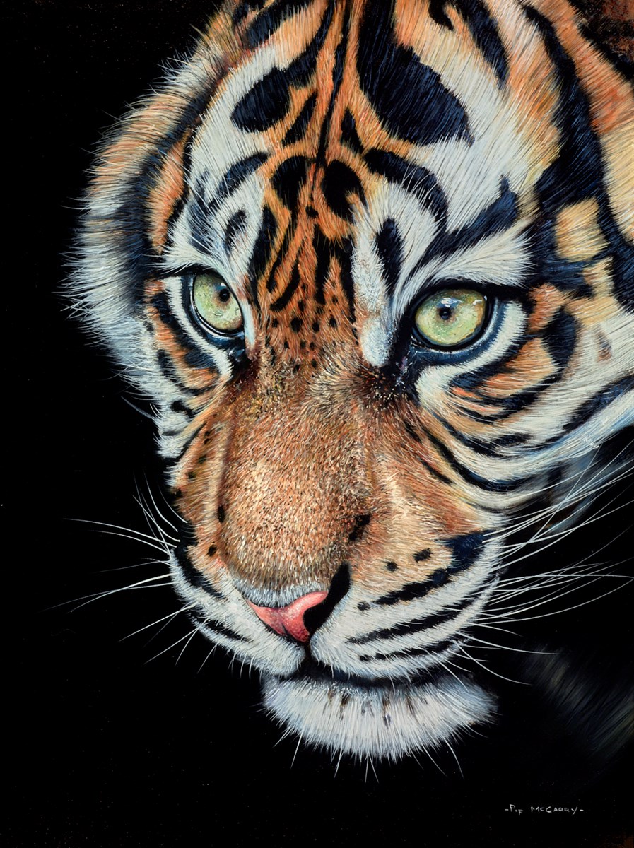 Tiger Cub Study